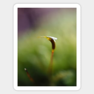 Macro shot of a moss sporophyte Sticker